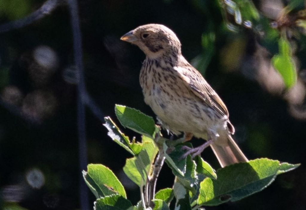 Strillozzo (Emberiza calandra)